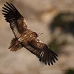 Küçük akbaba / Neophron percnopterus / Egyptian vulture